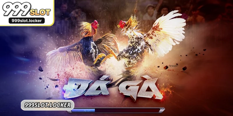 Luôn nghiên cứu kỹ lưỡng về giống gà, đặc điểm trước khi cược